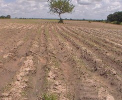 A venda Fazenda 2000 hectares Kangandala- Malange
