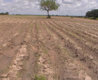 A venda Fazenda 2000 hectares Kangandala- Malange
