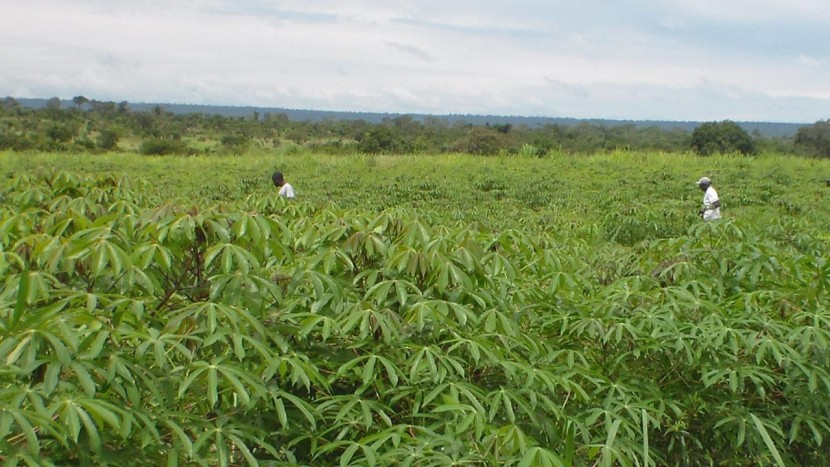 Venda Fazenda 2000 hectares Kangandala- Malange