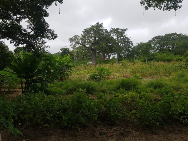 Venda TERRENO PROPÍCIO PARA AGRICULTURA