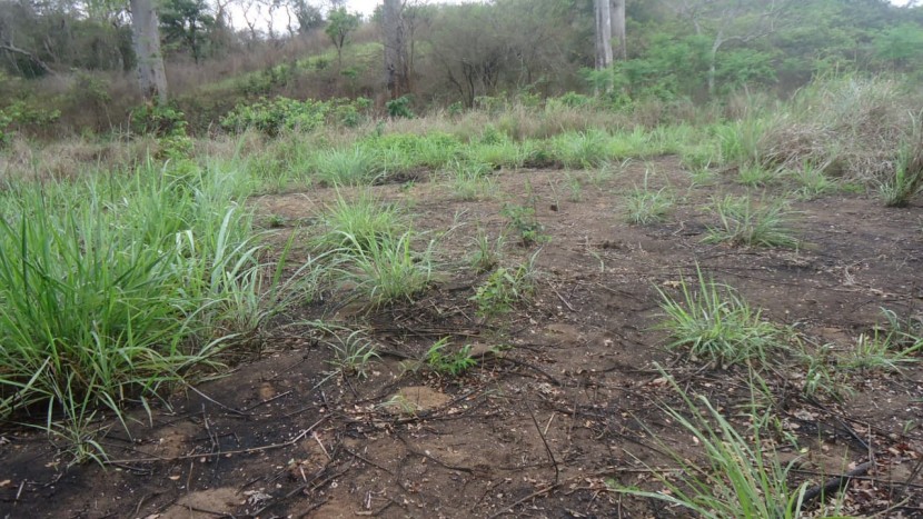 Venda Fazenda localizada no Bengo