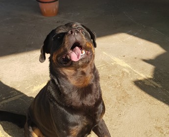 A venda Filhotes de Rottweiler