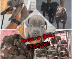 A venda American Bully