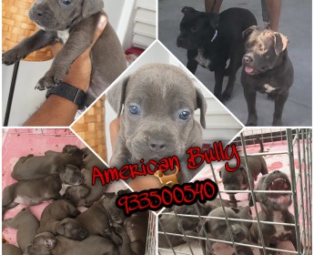 A venda American Bully
