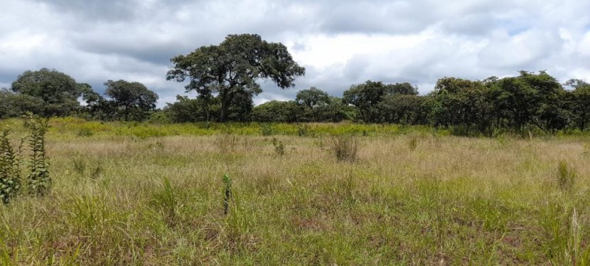 Venda TERRENO PROPÍCIO PARA SECTOR AGRÍCOLA 580 HECTARES EM MALANJE