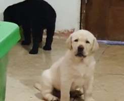 A venda LABRADOR