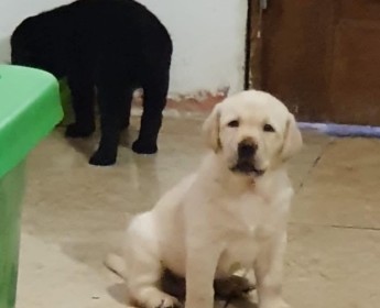 A venda LABRADOR