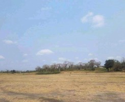 A venda TERRENO PROPÍCIO PARA SECTOR AGRÍCOLA 5000 HECTARES / BEIRA RIO