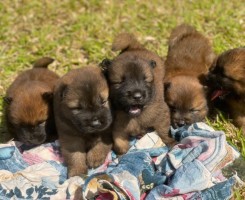 A venda Cão de raça chow chow