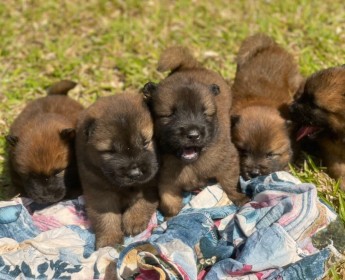A venda Cão de raça chow chow
