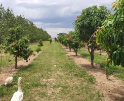 Comprar Formidável Quinta sito na Huila serviços