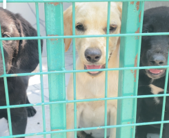 A venda Labrador Pet Degree