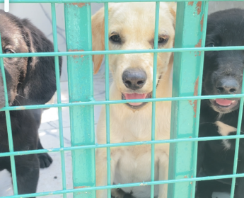 A venda Labrador Pet Degree