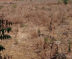 A venda TERRENO DE 7 HECTARES NA BCA b³l³