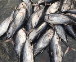 A venda Peixes e mariscos