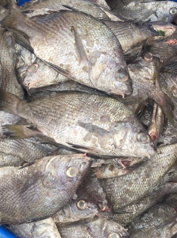 Venda Peixes e mariscos