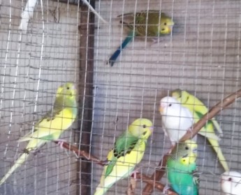 A venda Periquitos australianos