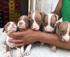 A venda Pitbull