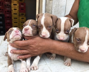 A venda Pitbull
