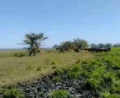 A venda TERRENO AGRÍCOLA, LUANDA serviços