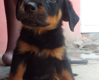 A venda Rottwailer