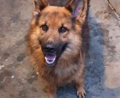 A venda Cães de raça