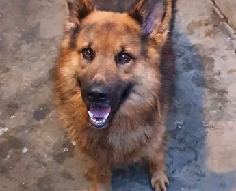 A venda Cães de raça