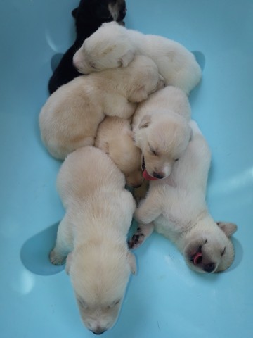 Crias de Labrador a venda