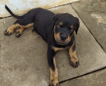 A venda Filhotes de rottweilers 3 meses