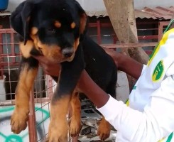 A venda Rottweiler desapego