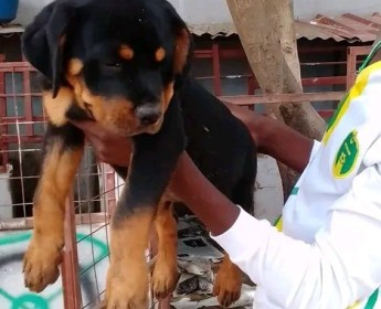 A venda Rottweiler desapego