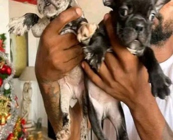 A venda Buldogue francês