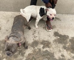 A venda Cão American bully+buldogue francês