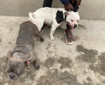 A venda Cão American bully+buldogue francês