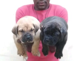 A venda Fila brasileiro desapego