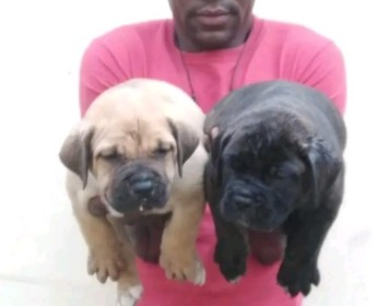 A venda Fila brasileiro desapego