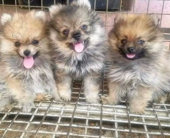 A venda Filhotes de lulu da Pomerânia vende-se