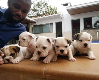 A venda Bulldog inglês vende-se