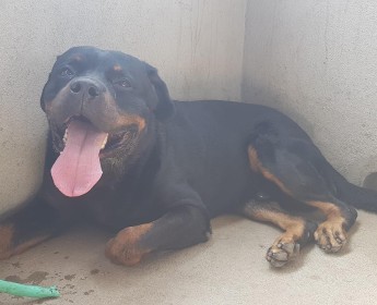 A venda Filhotes de Rottweiler