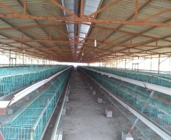 A venda AVIÁRIO no Icolo e Bengo.