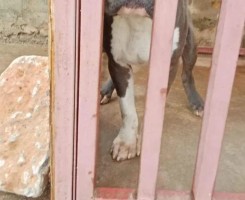 A venda American Bully