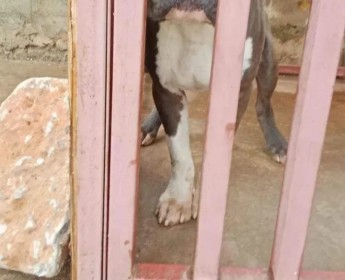 A venda American Bully