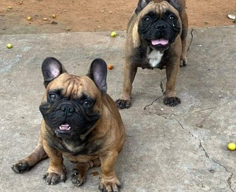 A venda Canil Mente7 Canina tem várias raças em criação