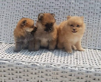A venda Canil Mente7 Canina tem várias raças em criação