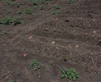 A venda Terreno agrícola, na Comuna do Quissango, Kwanza Sul