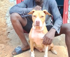 A venda Cadela adulta de Pitt Bull
