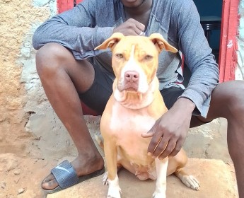 A venda Cadela adulta de Pitt Bull