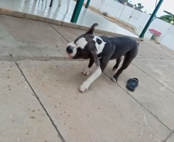 A venda American bully