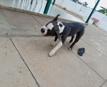 A venda American bully