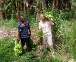 A venda Fazenda de 10 mil hectares no Bengo, dande serviços